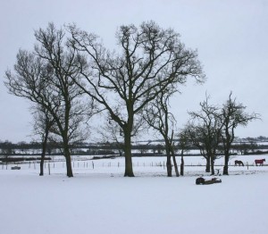 Trees_in_winter_-_geograph.org.uk_-_1657090